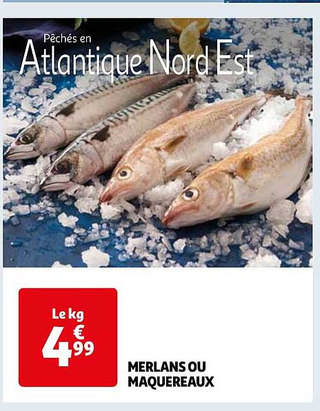 Merlans Ou Maquereaux