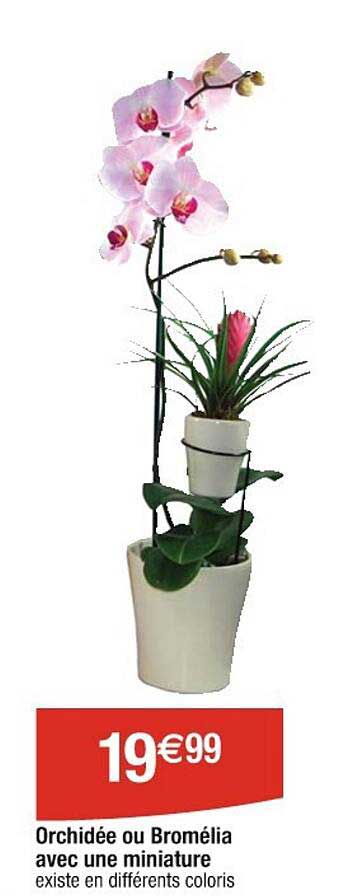 orchidée ou bromélia avec une miniature