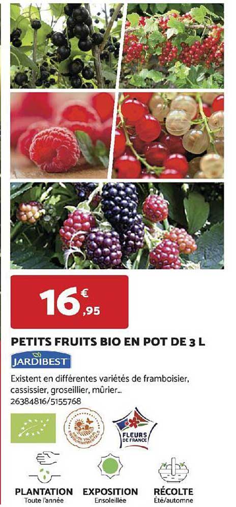 petits fruits bio en pot de 3 l jardibest