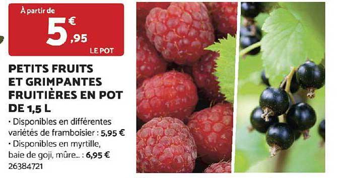 petits fruits et grimpantes fruitières en pot de 1,5 l