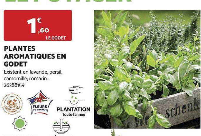 plantes aromatiques en godet