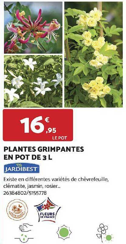 plantes grimpantes en pot de 3 l jardibest