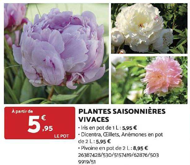 plantes saisonnières vivaces