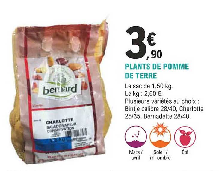 plants de pomme de terre