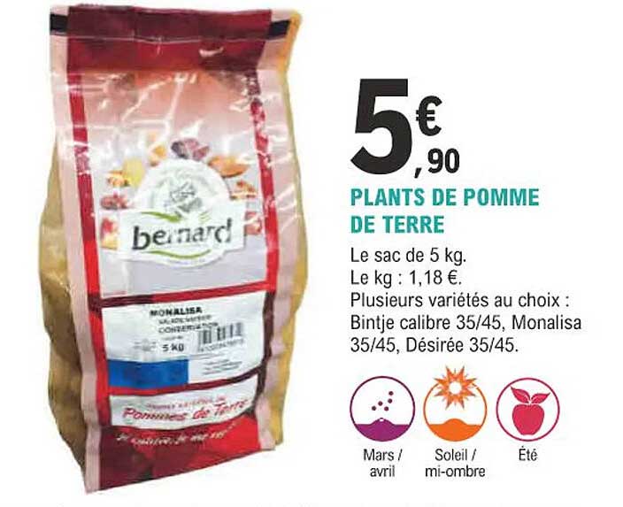 plants de pomme de terre