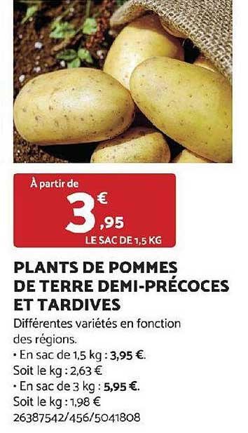 plants de pommes de terre demi-précoces et tardives