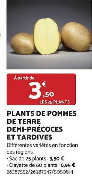 plants de pommes de terre demi-précoces et tardives