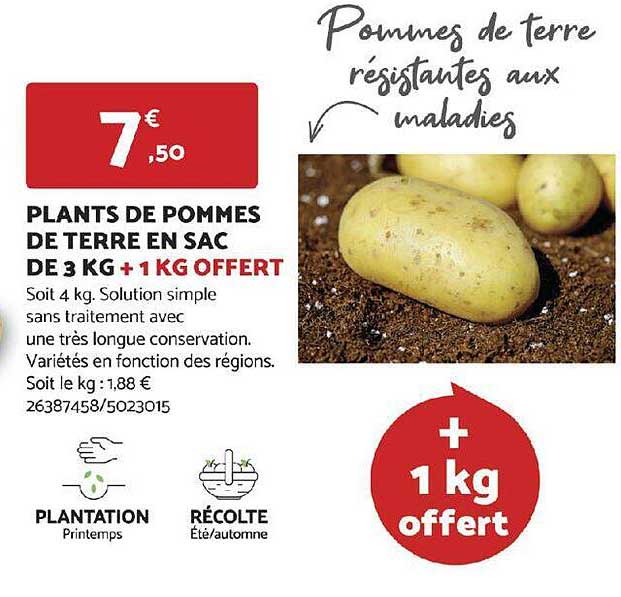 plants de pommes de terre en sac de 3 kg + 1 kg offert