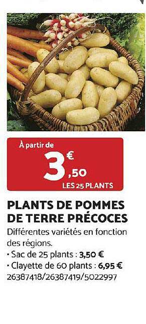 Plants De Pommes De Terre Précoces