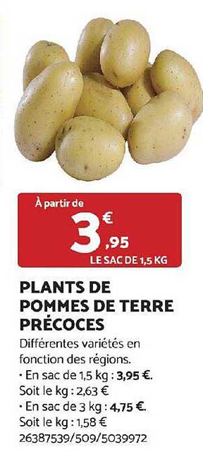 plants de pommes de terre précoces