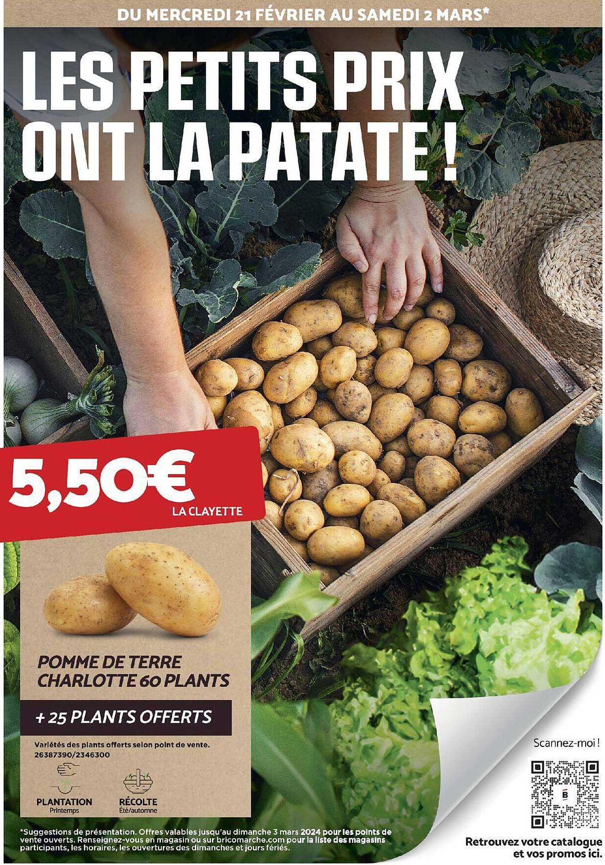pomme de terre charlotte 60 plants