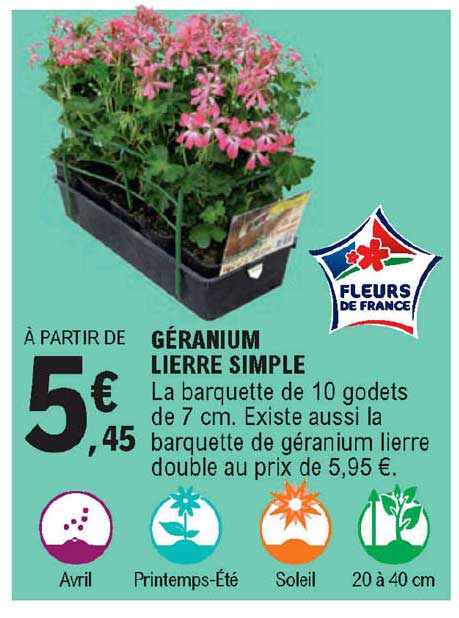 géranium lierre simple
