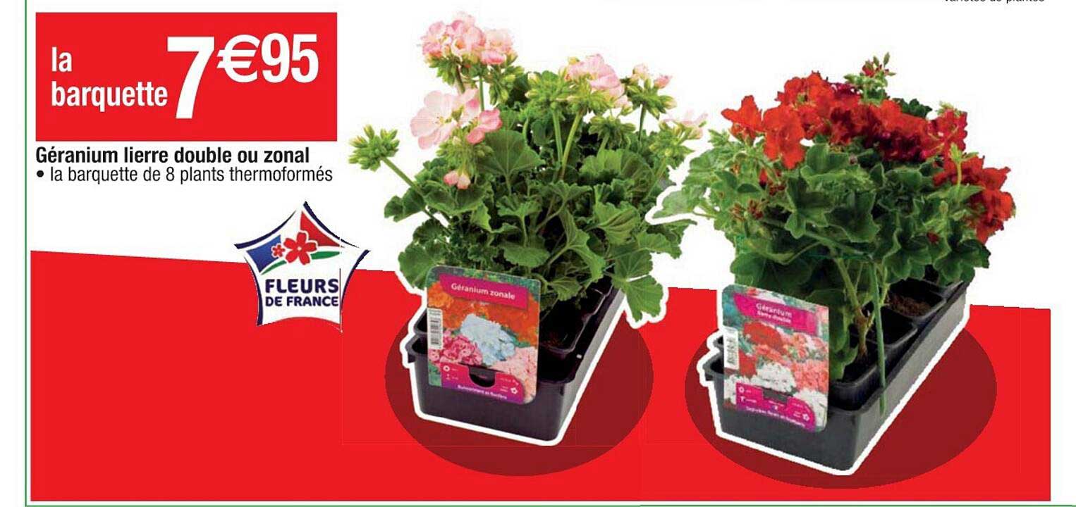 géranium lierre double ou zonal