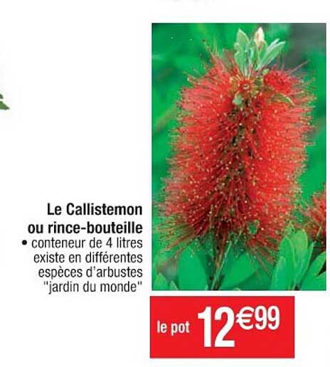 le callistemon ou rince-bouteille