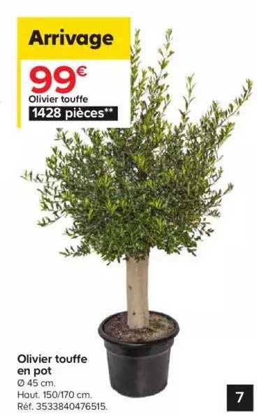 olivier touffe en pot