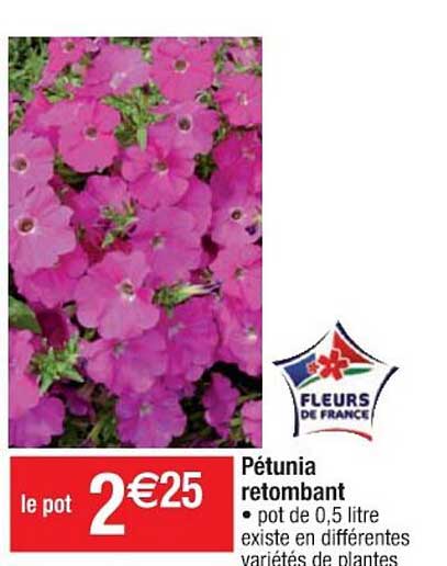 pétunia retombant
