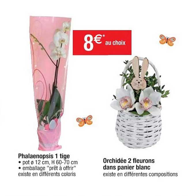 phalaenopsis 1 tige, orchidée 2 fleurons dans panier blanc