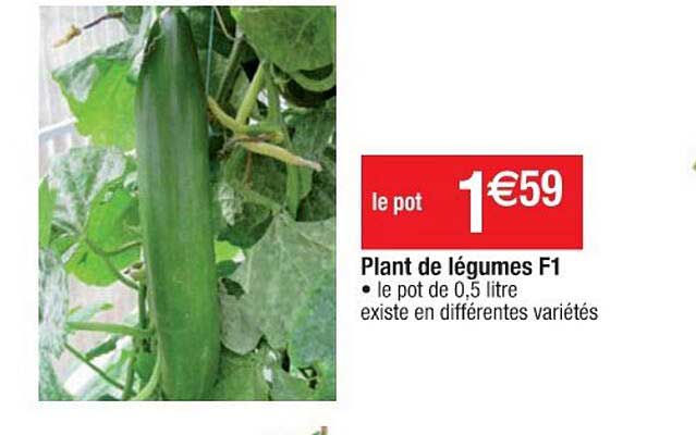 plant de légumes f1