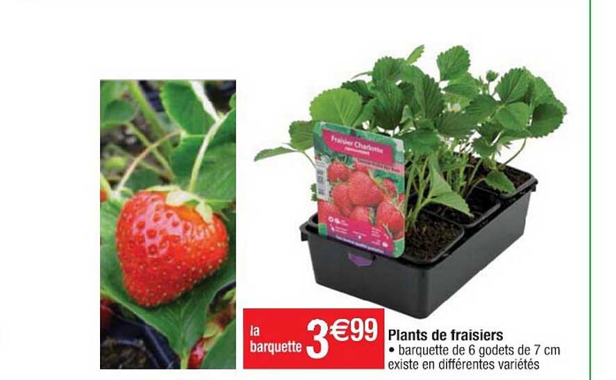 plants de fraisiers