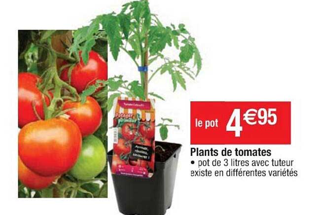 plants de tomates