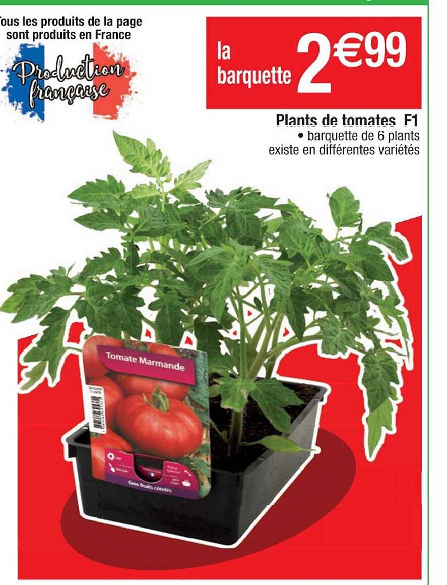 plants de tomates f1