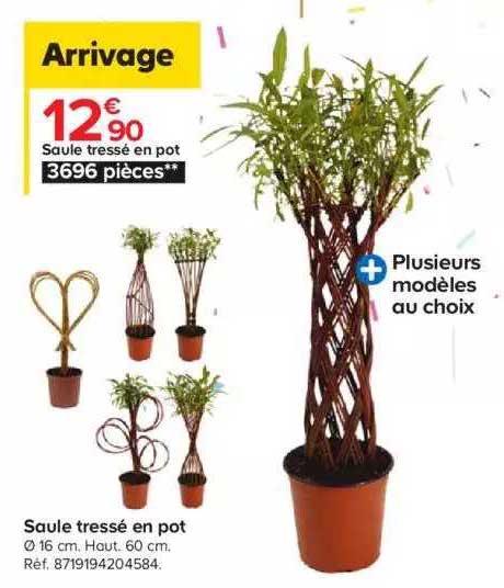saule tressé en pot