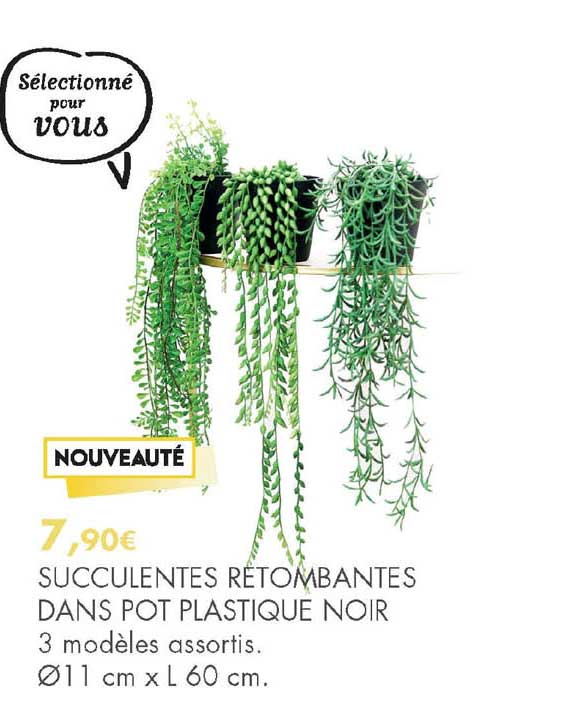 Succulentes Retombantes Dans Pot Plastique Noir