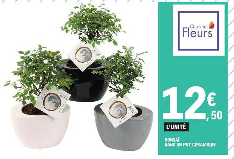 bonsaï dans un pot céramique