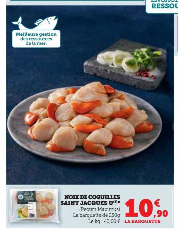 noix de coquilles saint jacques u