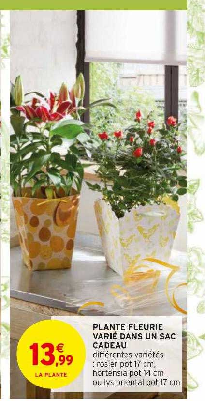 plante fleurie varié dans un sac cadeau