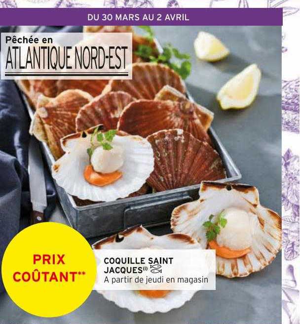 coquille saint jacques