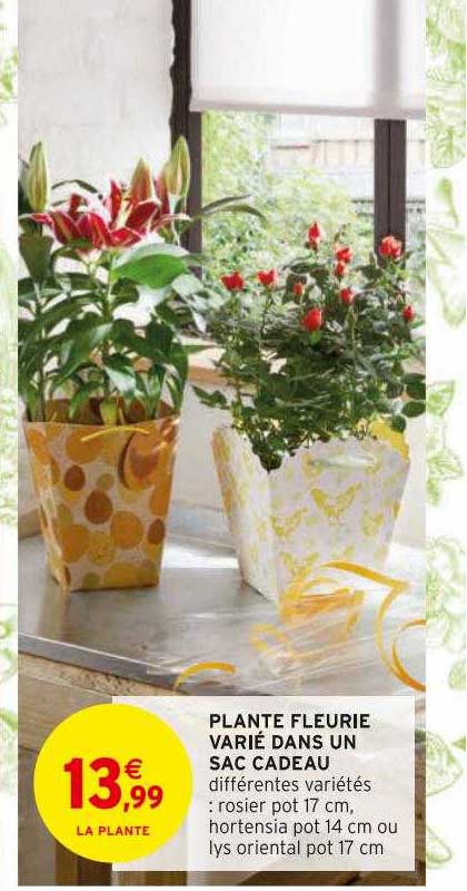 plante fleurie varié dans un sac cadeau