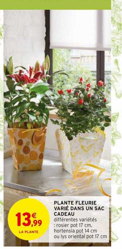 plante fleurie varié dans un sac cadeau