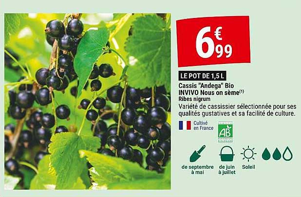 cassis "andega" bio invivo nous on sème ribes nigrum