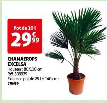 chamaerops excelsa