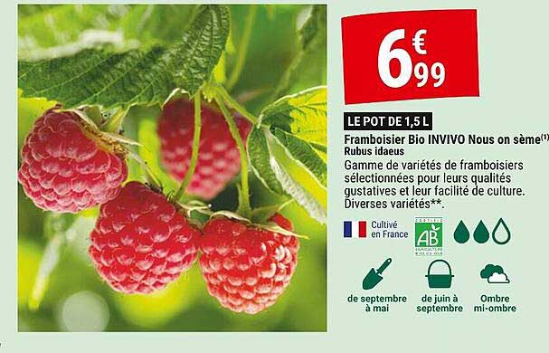 framboisier bio invivo nous on sème rubus idaeus