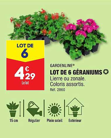 gardenline lot de 6 géraniums