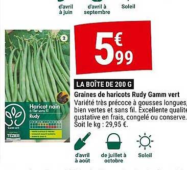graines de haricots rudy gamm vert