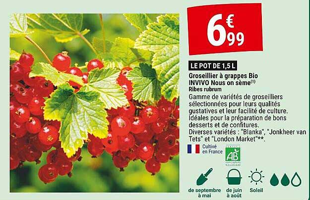 groseillier à grappes bio invivo nous on sème ribes rubrum