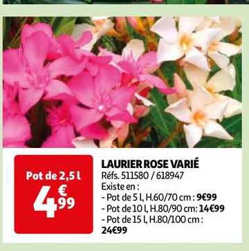 laurier rose varié