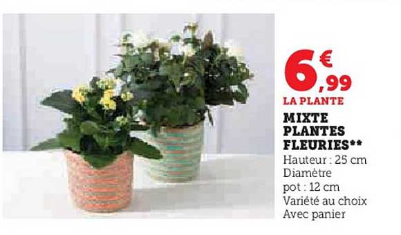 mixte plantes fleuries