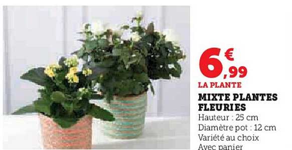mixte plantes fleuries