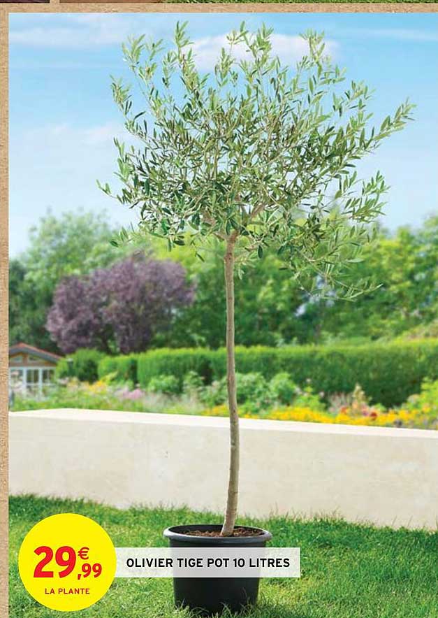 olivier tige pot 10 litres