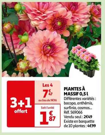 Plantes à Massif 0,5 L