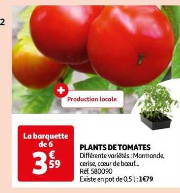 plants de tomates