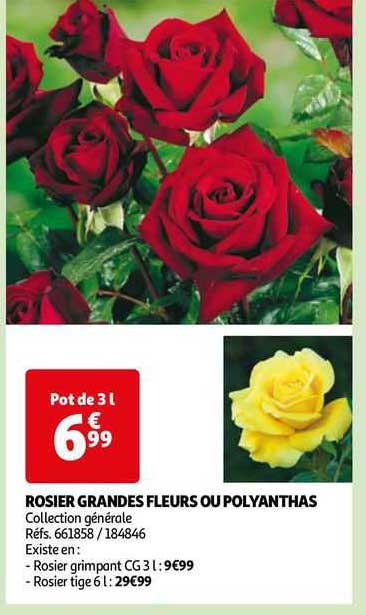 rosier grandes fleurs ou polyanthas
