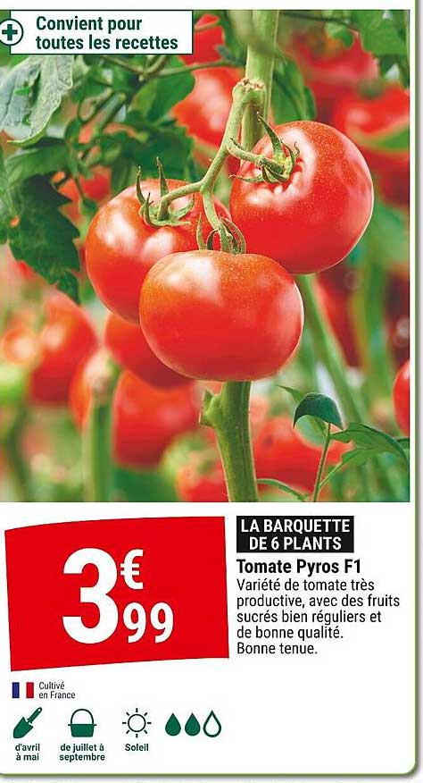 tomate pyros f1