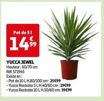 yucca jewel