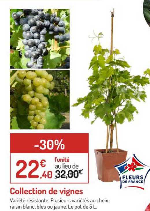 collection de vignes