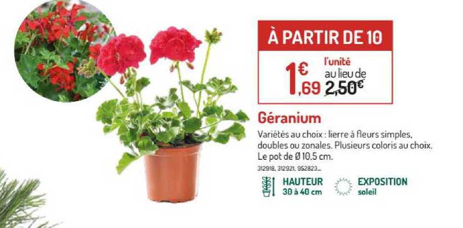Géranium